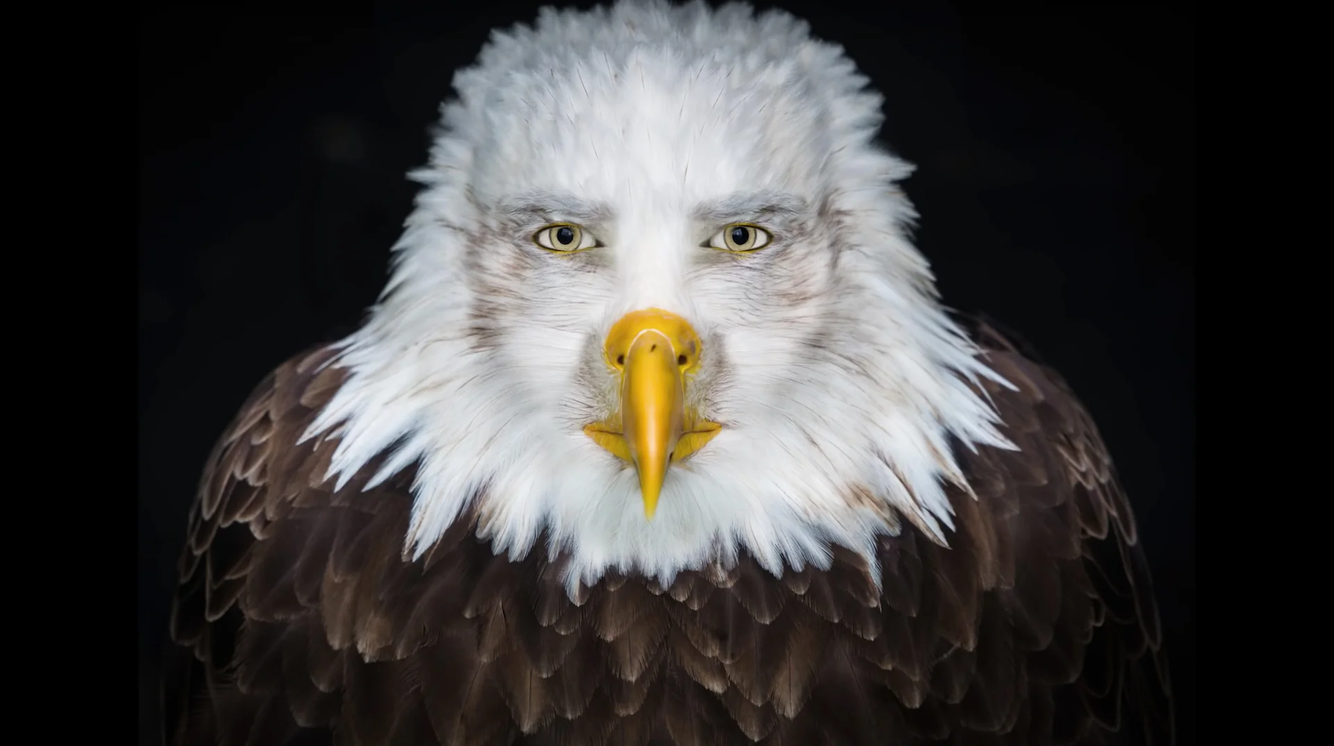 Staring Eagle Marvin Beak: What to Know