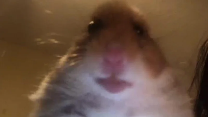 Staring Hamster — Brown and white hamster staring directly at the camera through glass