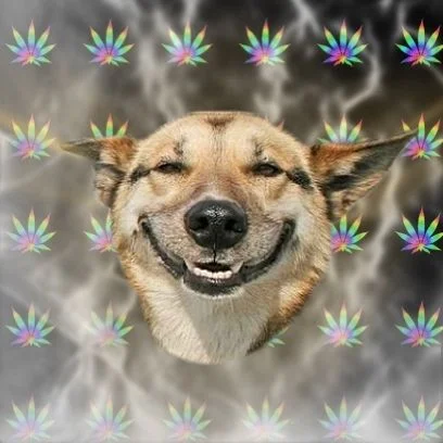 Stoner Dog — Close-up photo of a dog with squinted eyes appearing relaxed or stoned