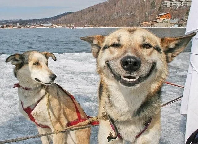 Stoner Dog meme with humorous text overlay