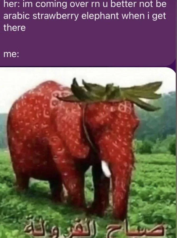 iMessage screenshot asking for a translation of the strawberry elephant Arabic caption, answered 'A strawberry morning'.