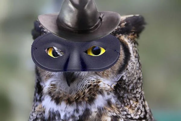 Such A Lust For Revenge — Great horned owl photoshopped with cowboy hat and black mask like Skull Face
