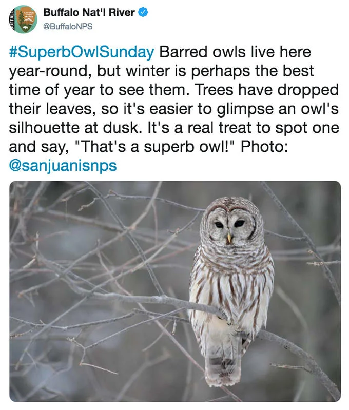 Superb Owl — Buffalo National River tweet featuring a barred owl on bare winter branches
