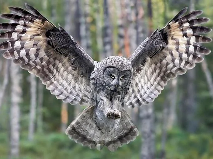Superb Owl — Great gray owl in flight with wings spread wide in a forest