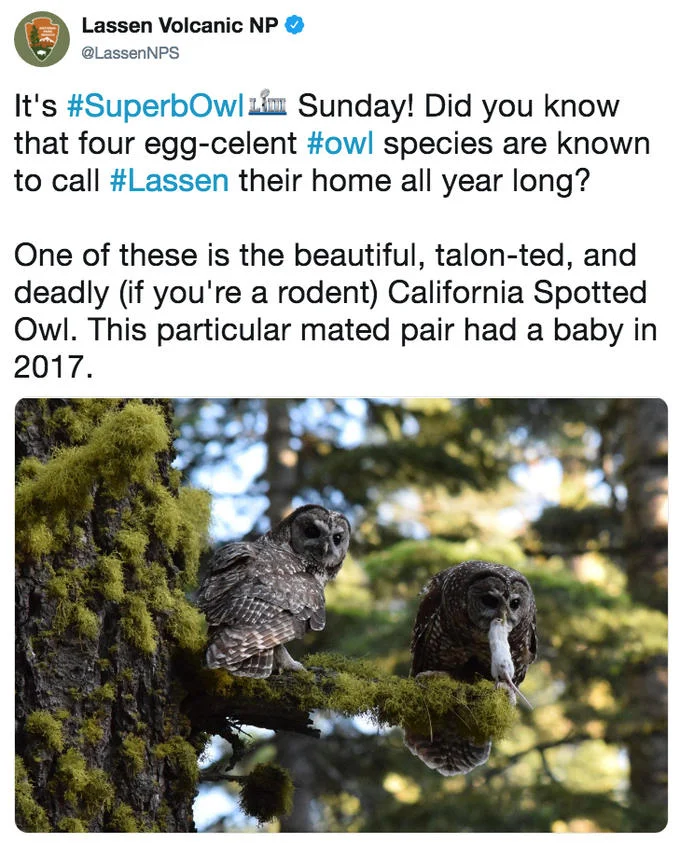 Superb Owl — Lassen Volcanic NP tweet showing two California spotted owls on a mossy branch