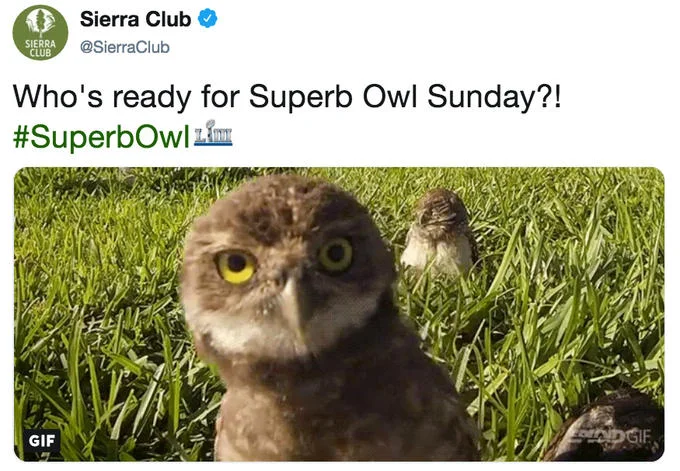 Sierra Club tweet with burrowing owl asking who's ready for Superb Owl Sunday