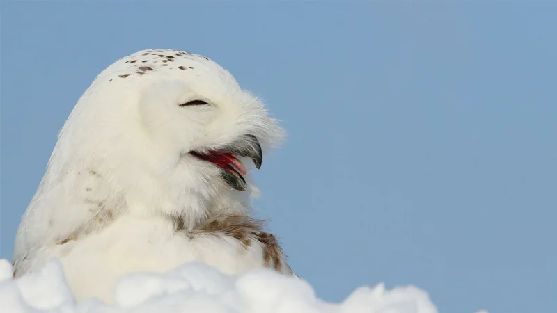 Superb Owl — Snowy owl appearing to laugh with closed eyes and open beak in the snow