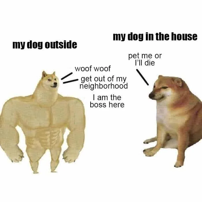 Two-panel meme comparing dog outside as Swole Doge versus timid dog inside with annotations.