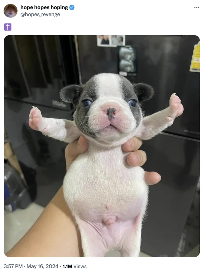 Twitter screenshot by hopes_revenge of the T-pose puppy with a cross emoji, 1.1M views