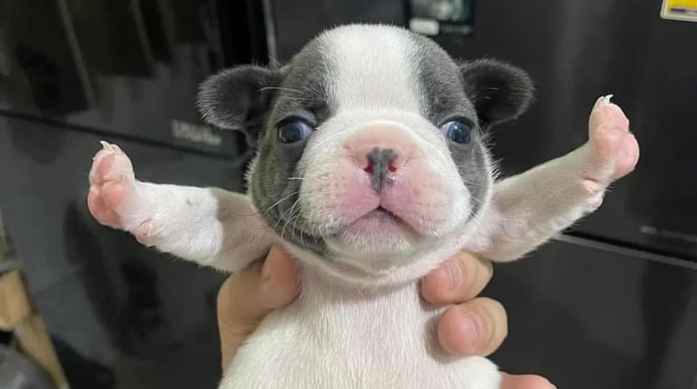 T-Pose Puppy — Boston Terrier puppy held up with front paws extended outward in a T-pose, surprised expression on its face