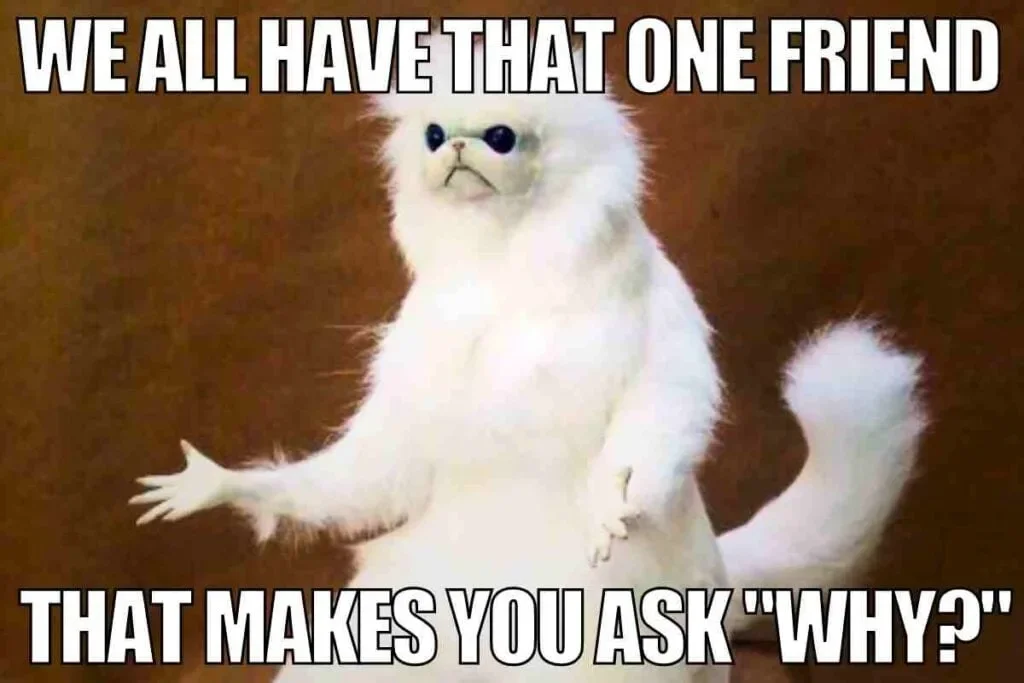 Fluffy white cat with bewildered expression and text about having that one friend.