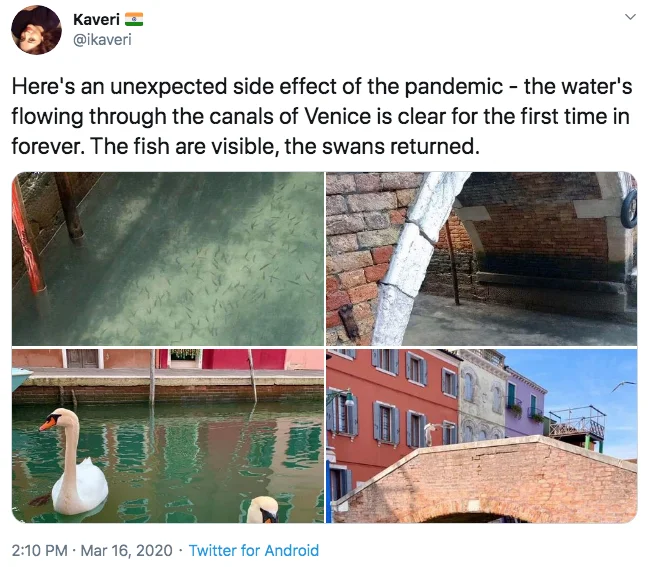 The Dolphins Have Returned to Italy — Screenshot of a March 16, 2020 tweet by Kaveri about clear water and returning wildlife in Venice canals during the