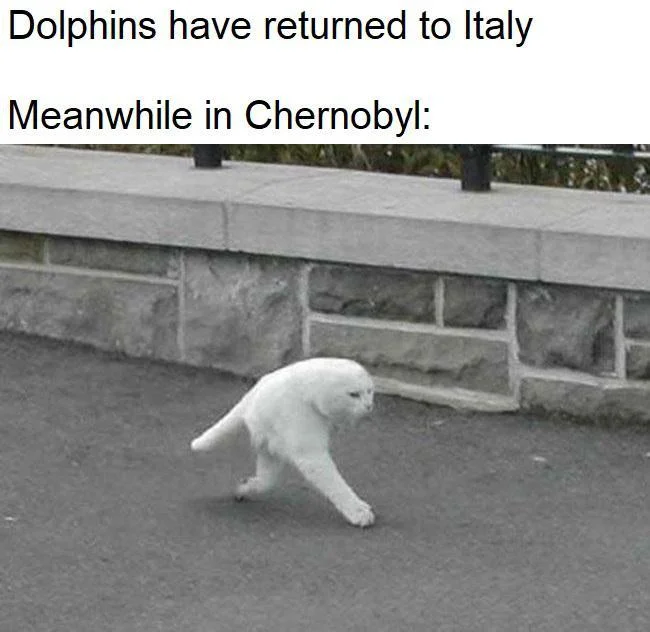 The Dolphins Have Returned to Italy — Meme with text about dolphins returning to Italy and a white cat walking in a strangely contorted posture