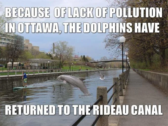 The Dolphins Have Returned to Italy — Meme image of the Rideau Canal in Ottawa with a photoshopped dolphin and text about dolphins returning due to lack of