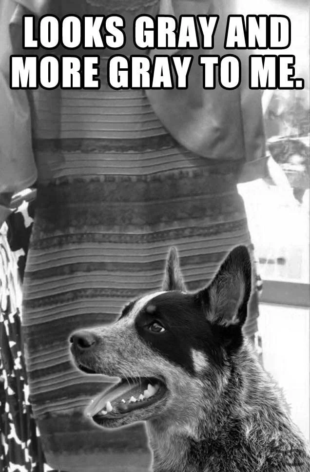 A meme template featuring the dress converted to black and white with impact font text claiming to see gray and more gray.