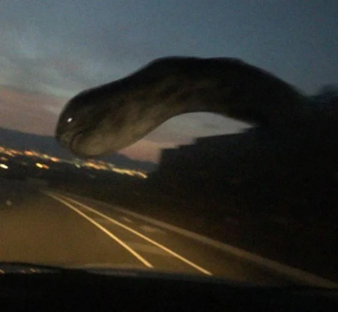 The Eternal Worm Came Back For Connecticut — Original photo of a large snake-like creature arched over a highway at dusk, taken from a car dashcam view.