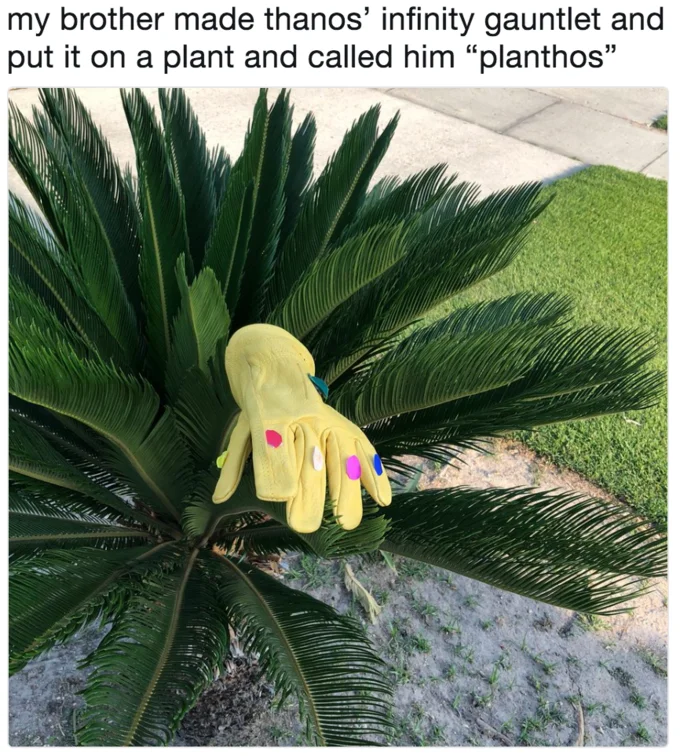 The Infinity Gauntlet — Yellow glove with colored dots stuck on a sago palm, nicknamed Planthos