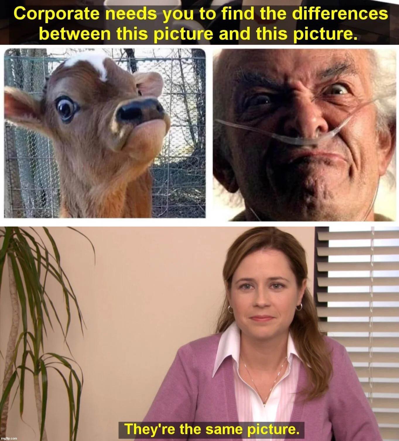 They're the Same Picture — Meme comparing wide-eyed calf expression to elderly man with matching bulging eyes and flared nostrils.