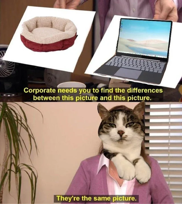 Remix where Pam's face replaced with cat's face comparing pet bed to laptop with cat saying 'They're the same picture.'