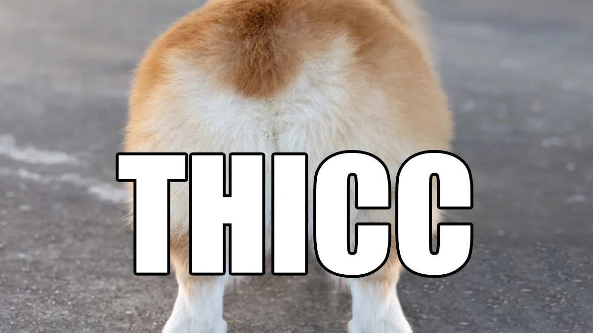 Fluffy dog's rear end with large THICC text overlay