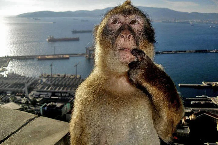 Thinking Monkey — Barbary macaque thinking pose at Gibraltar harbor