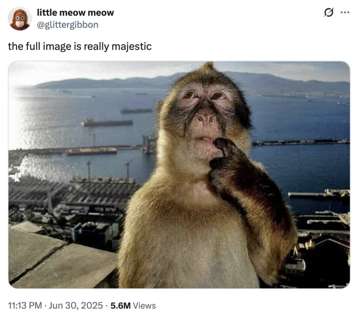 Twitter screenshot praising the majestic quality of the full Thinking Monkey image