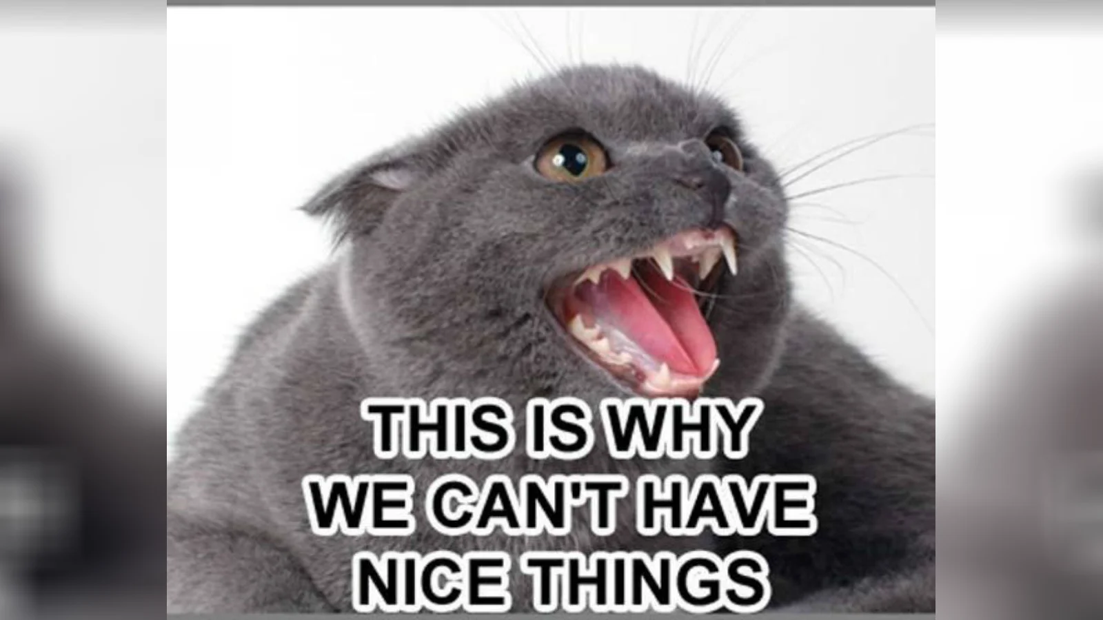Angry grey cat with open mouth and the caption 'THIS IS WHY WE CAN'T HAVE NICE THINGS'