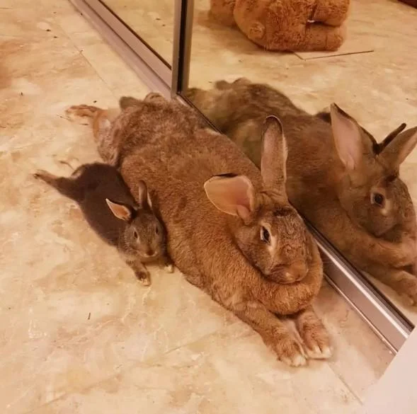 Tiny Rabbit Is Obsessed With Giant Girlfriend — Square photo of a giant rabbit and tiny rabbit lying together next to a mirror