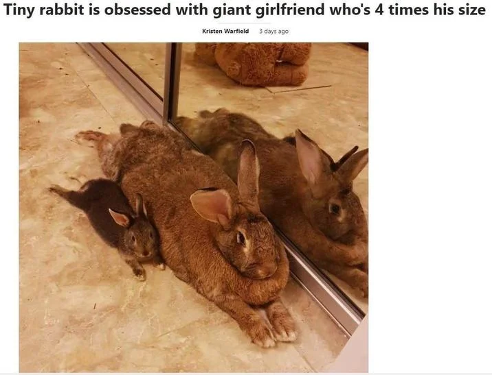 Tiny Rabbit Is Obsessed With Giant Girlfriend — News article headline about tiny rabbit obsessed with giant girlfriend