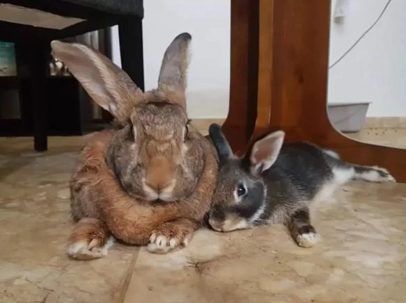 Tiny Rabbit Is Obsessed With Giant Girlfriend — Big brown rabbit sitting next to a smaller black and white rabbit on floor tiles