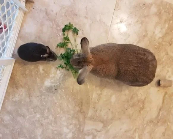 Tiny Rabbit Is Obsessed With Giant Girlfriend — Giant and tiny rabbit eating parsley together from above
