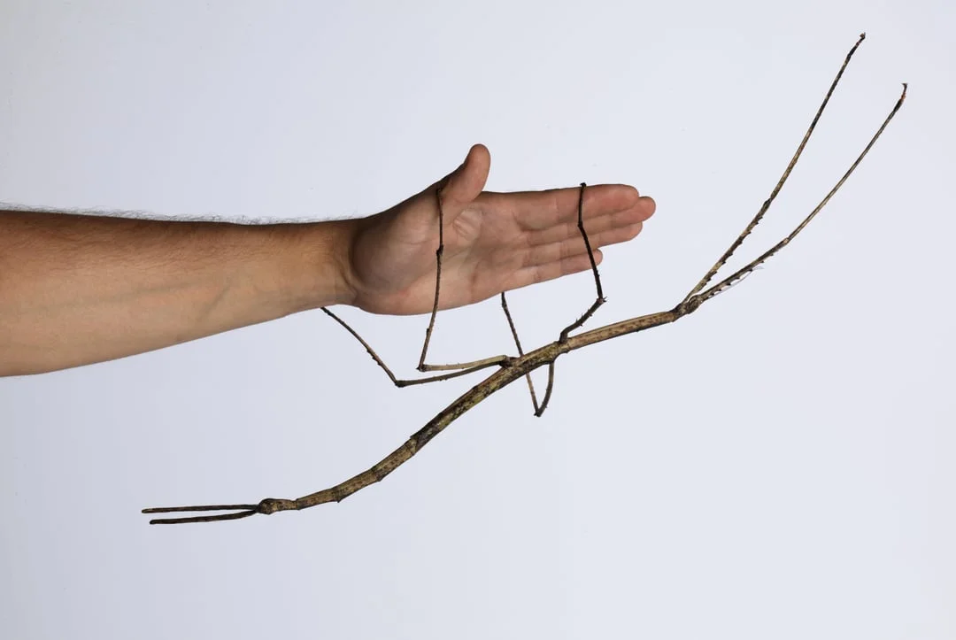 Today I Learned (TIL) — Giant stick insect resting on an outstretched human hand against a white background