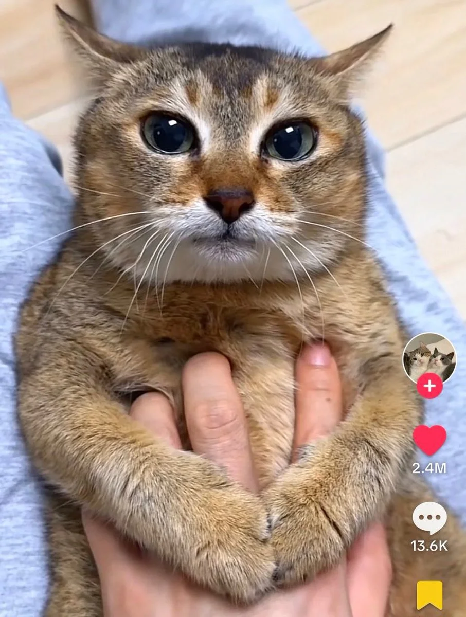Tole Tole Cat — Close-up of a brown tabby cat with large eyes being cradled in hands, shown within the TikTok interface with 2.4 million likes