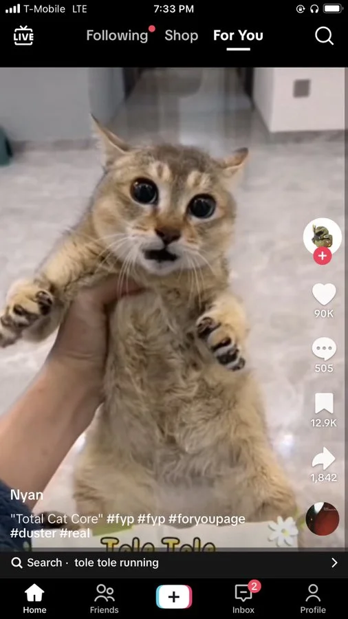 Tole Tole Cat — TikTok screenshot of a small brown tabby cat being held up with mouth open, showing engagement counts and 'Total Cat Core' caption