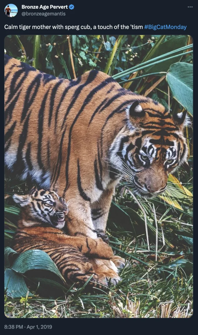 Tweet with photo of a tigress and cub captioned 'Calm tiger mother with sperg cub, a touch of the 'tism'.