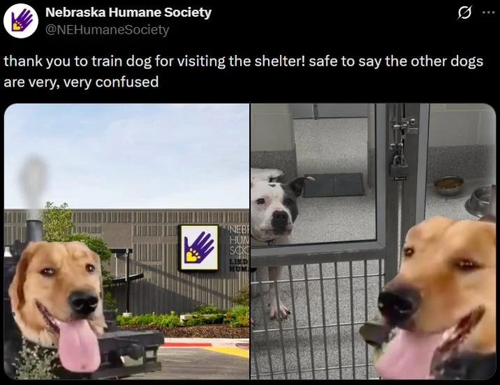 Nebraska Humane Society tweet featuring Train Dog visiting a shelter with a confused pit bull