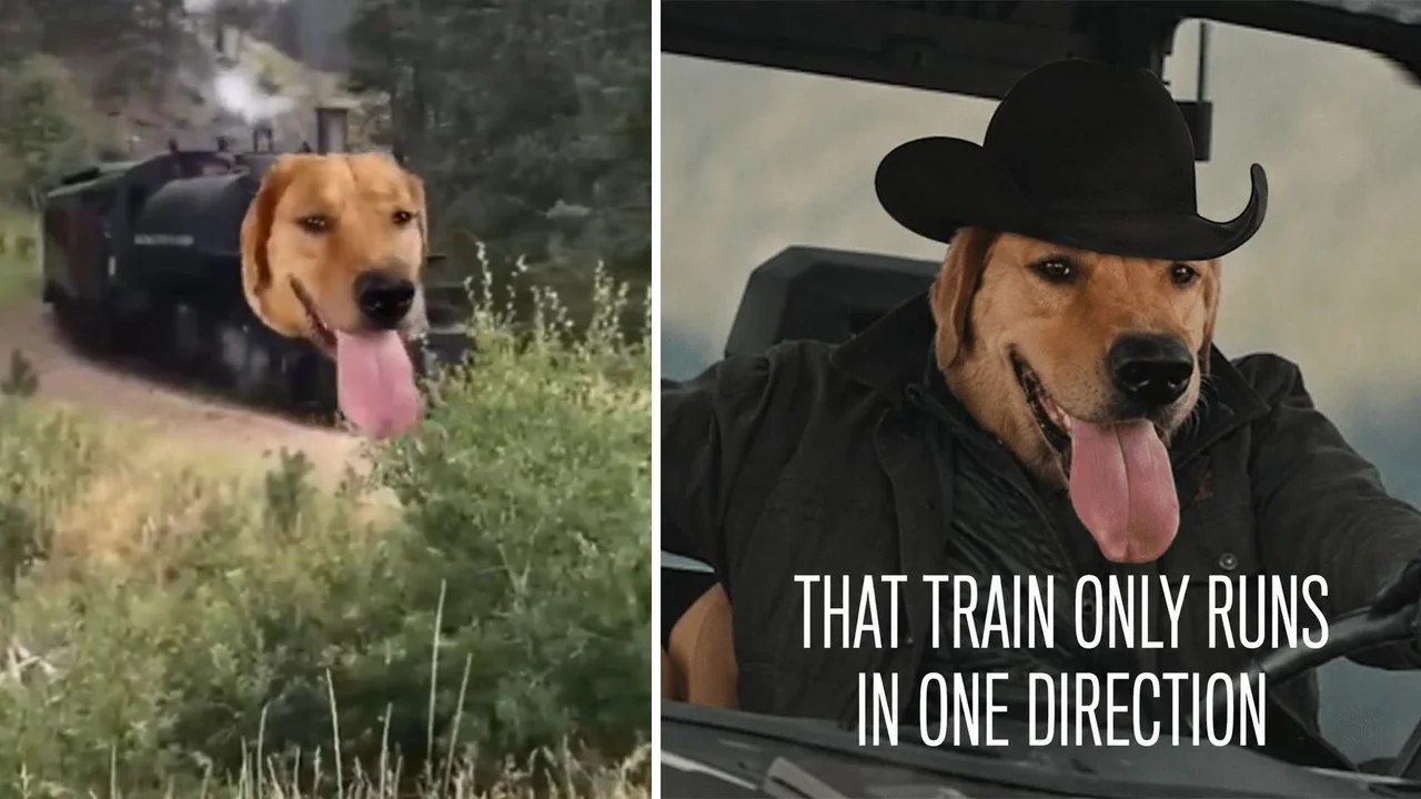 Understanding Train Dog