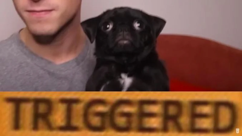 Black pug puppy with large 'TRIGGERED' text banner across the bottom