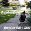 Trump Is Coming Trumpiscoming — Meme image of turkey sprinting away with 'When you hear TRUMP IS COMING' caption.