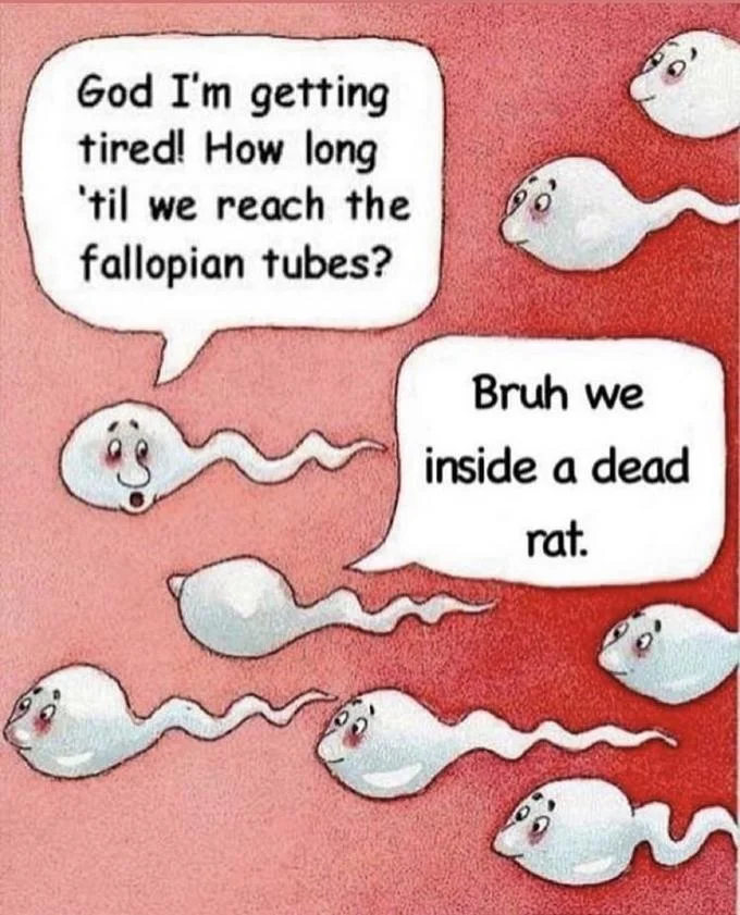 Two Sperm Cells Talking — Pink sperm cells cartoon with dead rat punchline