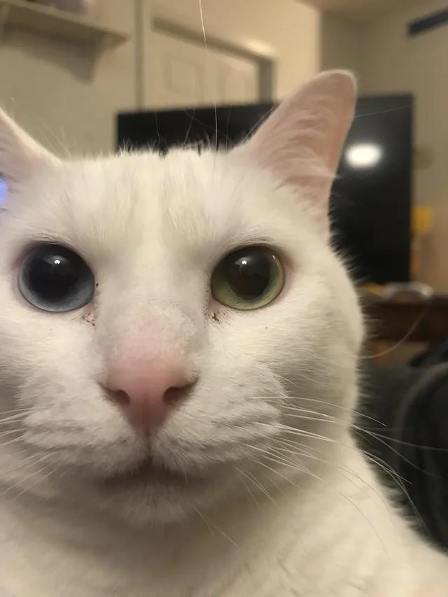 Uncanny Cat — White cat with heterochromia staring intensely at camera