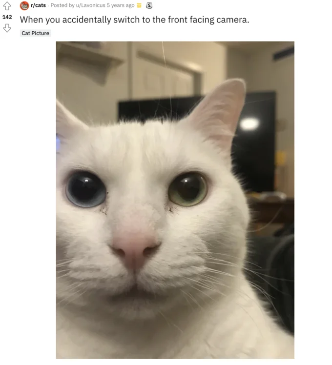 Uncanny Cat — Reddit screenshot from r/cats showing white cat meme post with 142 upvotes
