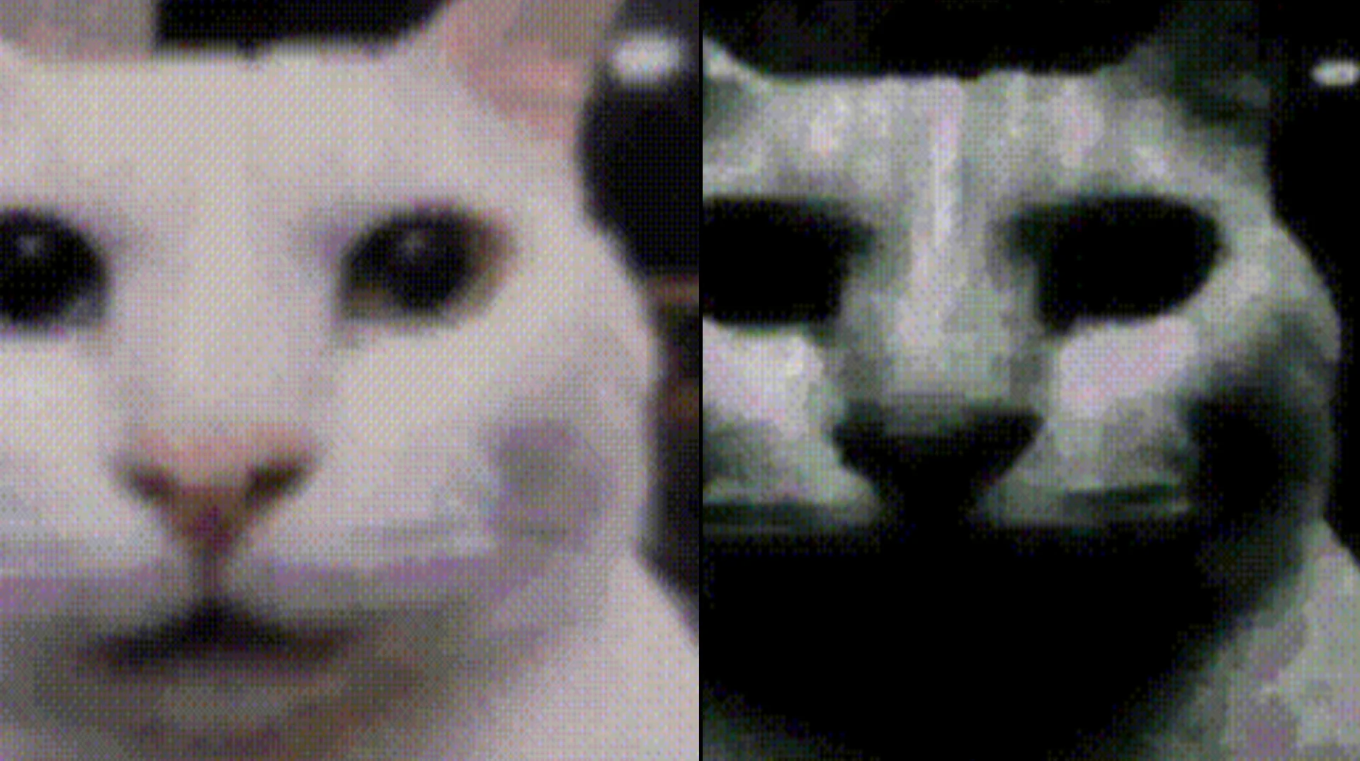 Uncanny Cat meme comparison showing original white cat next to distorted creepy version with dark hollow eyes