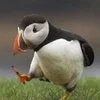 Unpopular Opinion Puffin — Pristine baby puffin on grass with distinctive plumage.