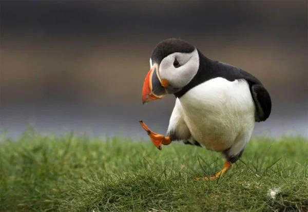 Unpopular Opinion Puffin — Baby puffin standing on grass without text overlay.