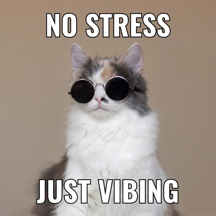 Vibing Cat — White fluffy cat with black sunglasses and impact font text.