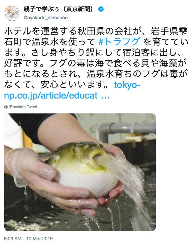 Vomiting Water Puffer Fish — Tweet screenshot showing a puffer fish spitting water with Japanese caption