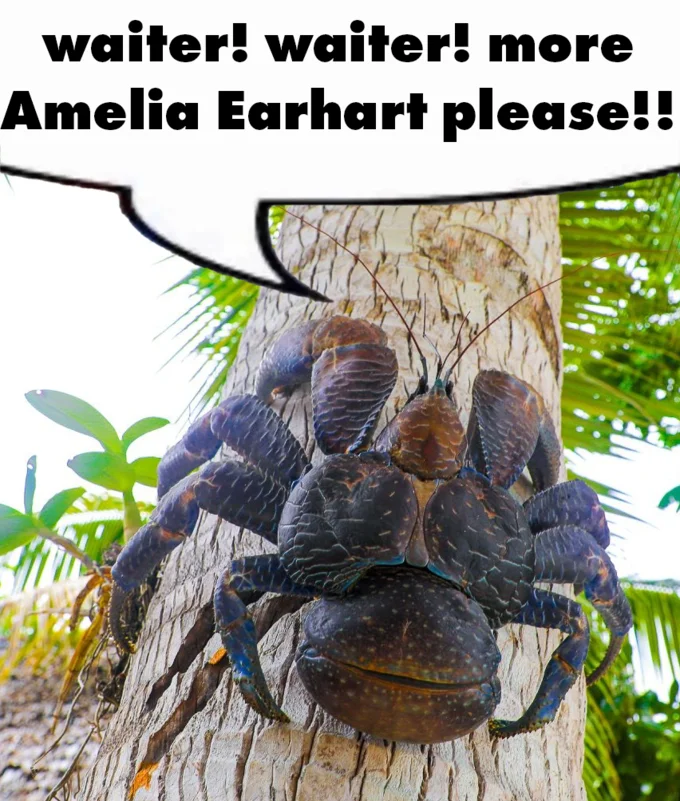Waiter! Waiter! More Toddlers Please!! — Coconut crab on palm tree with speech bubble asking for more Amelia Earhart