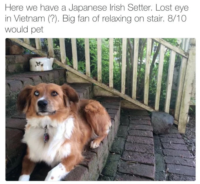 We Rate Dogs — Brown and white Irish Setter with comedic rating post.