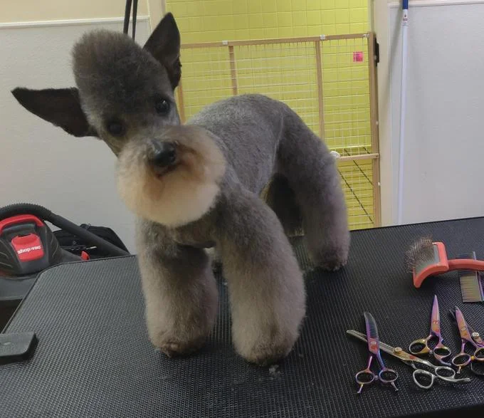 We Will Boil Him Soon Alhamdulillah — Gray and white Maltipoo on grooming table with tools.